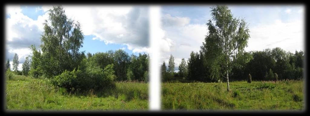 Keskivaiheilta niittyä, kartassa alue kolme (kuva 23), raivattiin ison koivun juurelta pajukko pois 22.7.2012 (kuva 26).