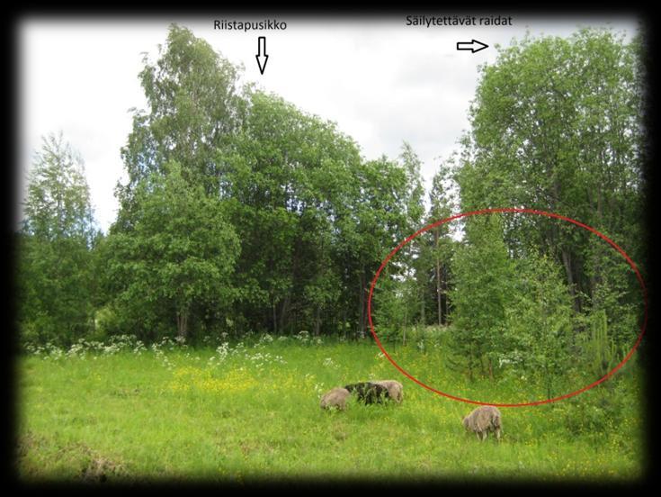 Toisen laidunlohkon reunamille, kartan alueen 4 (kuva 23) tuntumaan, jätetään puustoinen alue ns. riistapusikko, koska se luo suojaa laiduntavien eläimien lisäksi myös muille eläimille (kuva 28).