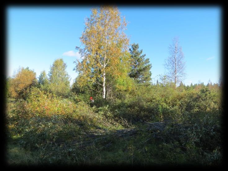 Syyskuussa laidunkauden jo päätyttyä niityllä tehtiin vielä yksi iso raivausurakka (kuva 29).