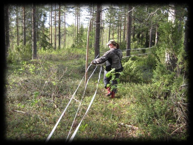 Niitylle johti kaksi porttia, joiden kohdalle sähkölankaan tarvittiin veräjänkahvat ja niiden eristimet. Kuva 31. Kolminkertaisen sähkölangan rullausta.
