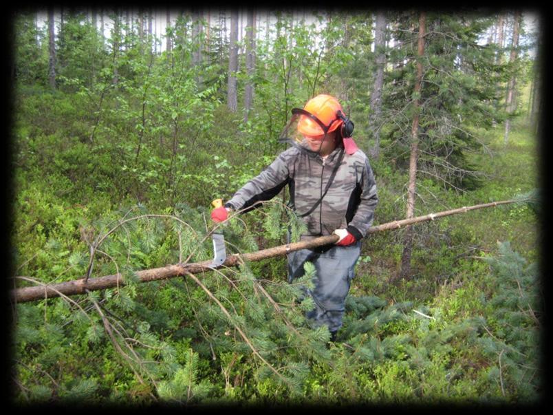 Totuttelutarhassa alin sähkölanka kannattaa laittaa todella alas n. 5-10 cm korkeuteen, jotta jokainen lammas varmasti saa sähköiskun hamutessaan aidan läheltä ruohoa. Sähkölankaan pitää syntyä ns.