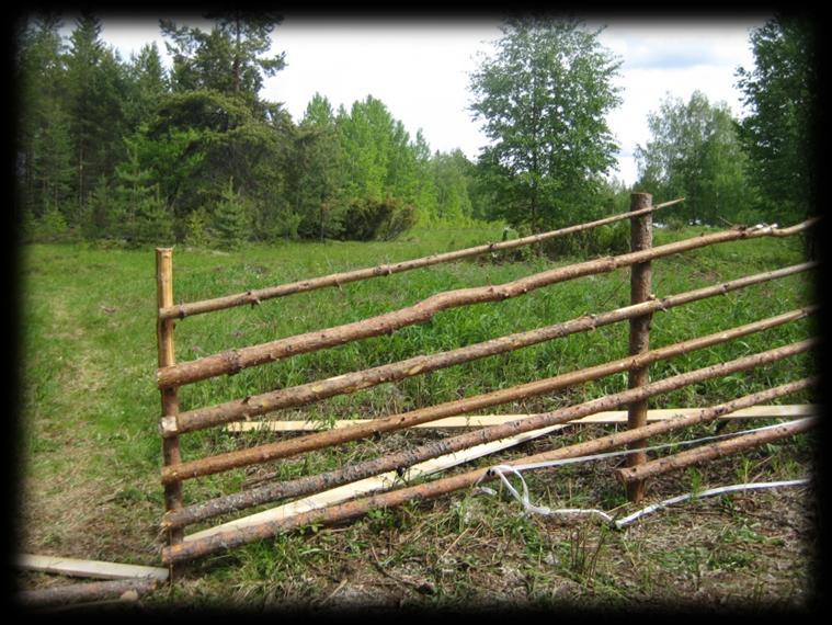 Rangat karsittiin oksista vesurilla (kuva 35). Kuva 35. Männyn rangan valmistusta riukuaitatarvikkeeksi.