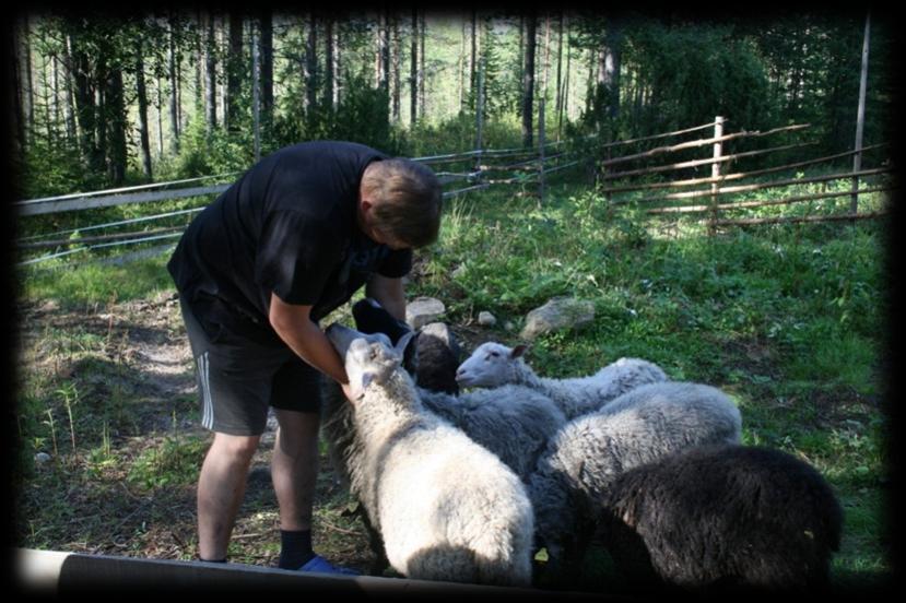 Lammas oppii tunnistamaan jopa 50 lampaan ja 20 ihmisen kasvot ja voi muistaa nämä jopa pitkänkin ajan (Rautiainen 2012).