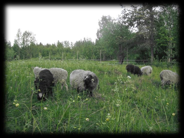 aloittaa heti alkukesästä (Söyrinki 2007, 9). Prihan (2003a) mukaan myöhäinen laidunnuksen aloittamisajankohta heikentää hoitotulosta, koska vanha kasvillisuus ei ole tarpeeksi maittavaa.