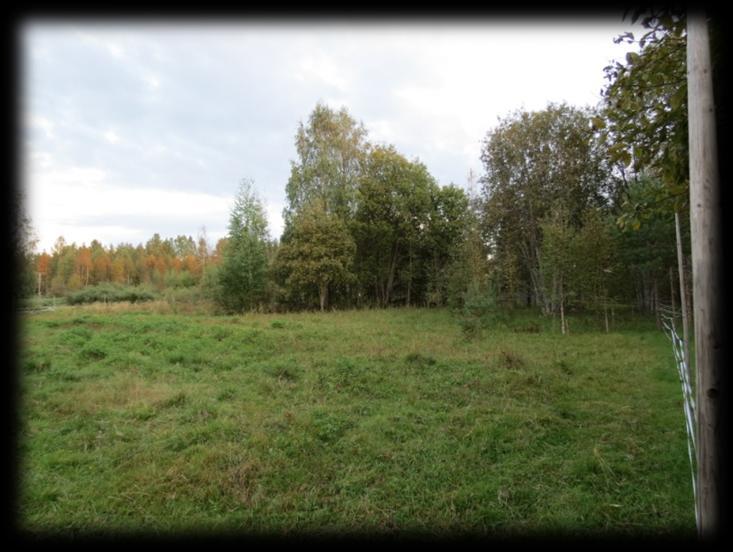 Kuva 46. Tyhjä niitty. Laidunkausi on päättynyt. 5.7.1 Laidunpaine ja -kierto Lanttoniityllä laidunsi koko laidunkauden sama määrä lampaita eli kuusi alle vuosikasta suomenlammaspässiä.