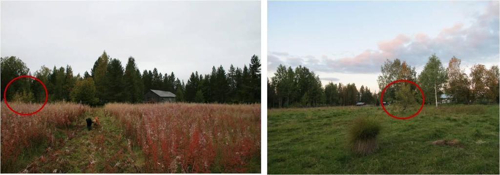 nittää enemmän huomiota ja rajata rehevä alue vieläkin pienempiin osiin, mikä olisi vaikuttanut siihen miten lyhyeksi alue syödään.