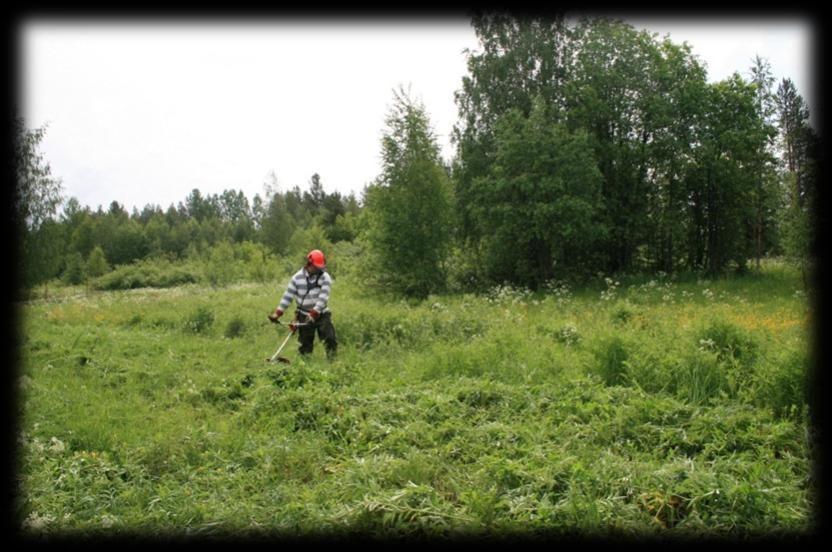 Kuva 52. Ei-toivotun kasvillisuuden niittoa raivaussahalla. 5.8.2 Heinän teko Osa Lanttoniityn niittojätteestä koottiin heinäseipäille kuivumaan (kuva 53).