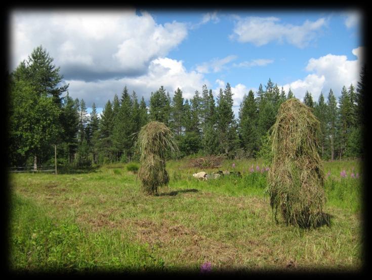 Heinää tehtiin muutama seipäällinen 21. - 22.7.2012. Rannan mukaan luonnonniityille lähdettäessä oikean niittoajan merkki oli mesiangervon kukkiminen (Ranta 2006, 43). Kuva 53.