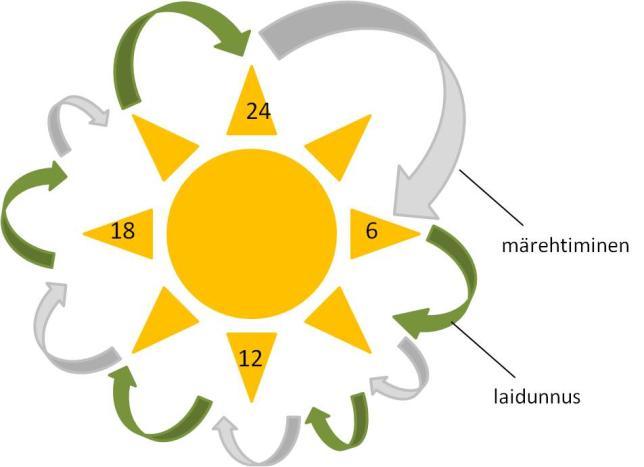 6.1 Lampaiden liikkuminen laitumella Lampaiden laidunnus kestää yleensä 9-11 tuntia vuorokaudessa ja tapahtuu lyhyinä jaksoina, joita on vuorokaudessa 4-7 (Castrén 1997, 113).