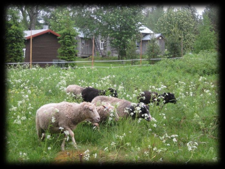 Pässien toistuvasti käyttämät kulkureitit muovautuivat poluiksi niitylle. Yleensä pässit kulkivat niityn keskiosan poikki haavikkoon tai naapurin rajalle.