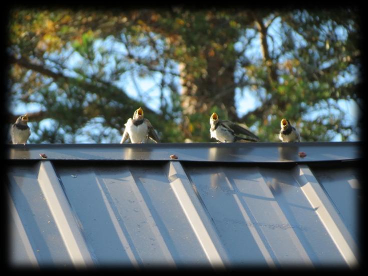 Kuva 69. Pääskyn poikaset lähtövalmiina. Lanttoniityn reunamille on laitettu muutamia linnunpönttöjä, joissa pesii talitiainen (Parus major) sekä kirjosieppo (Ficedula hypoleuca).