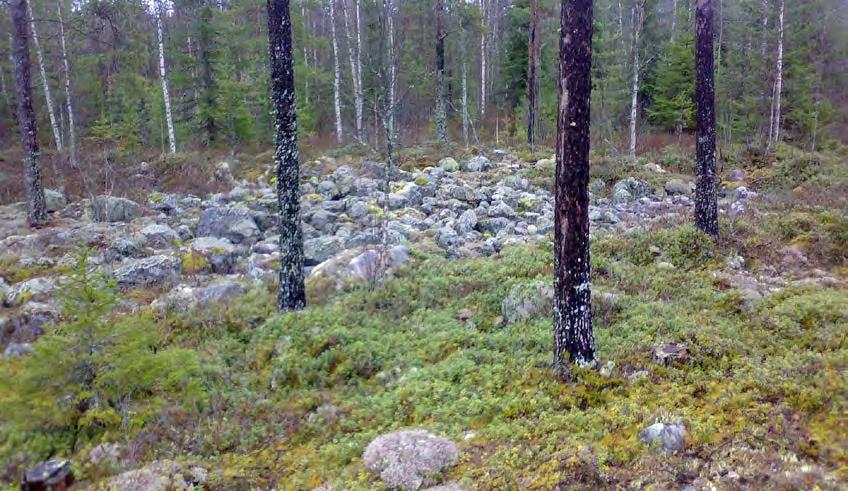 3 2.1 Kasvillisuus Suunnittelualueen metsät ovat vaihtelevia. Alueen itäosan metsät on ojitettu ja ensisilmäyksellä ne näyttävät rämeisiltä metsiltä.