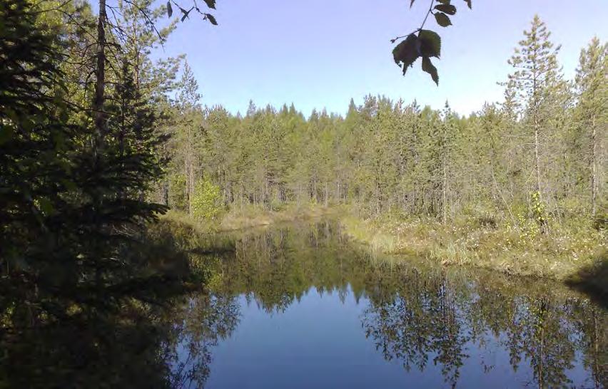 5 Lammikoita louhosalueen pohjoispuolen rämeellä.