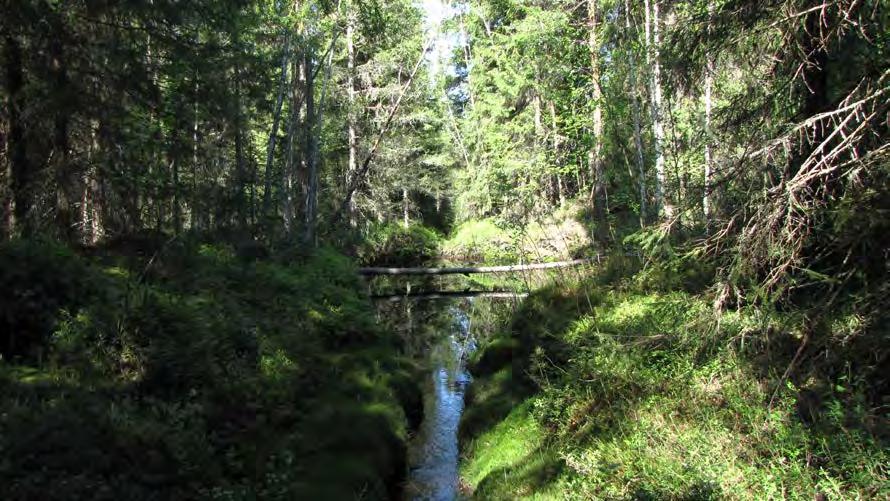 Valtapuuna on kuusi, mutta siellä esiintyy myös koivua ja mäntyä.