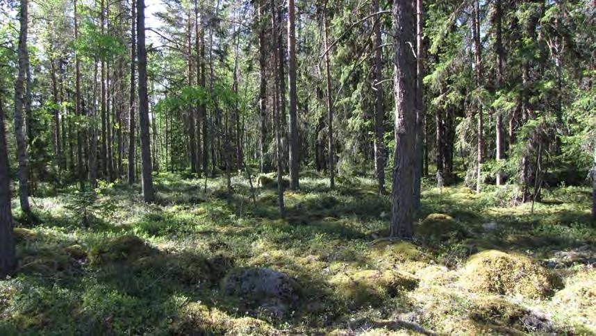 7 3. LUONTOARVOT Alueella sijaitsee metsälain 10 :n mukaisia kivikoita ja vähäpuustoisia soita, jotka jäävät viheralueiksi.