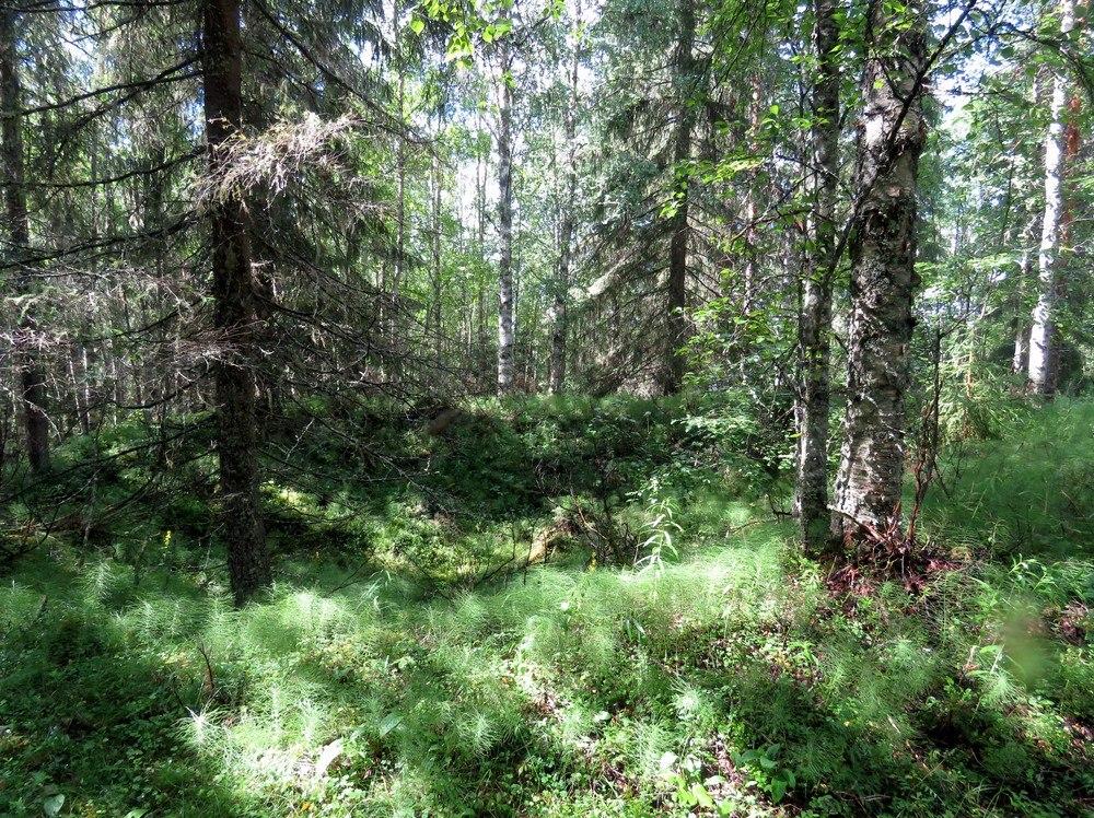 19 3. Pudas Mj-rekisteri: Laji: Tyyppi: Tyypin tarkenne: Ajoitus yleinen: Lukumäärä: Rauhoitusluokkaehdotus: Paikkatiedot: Karttanumerot: TM35-lehtijako vanha yleislehtijako Koordinaatit: koord.