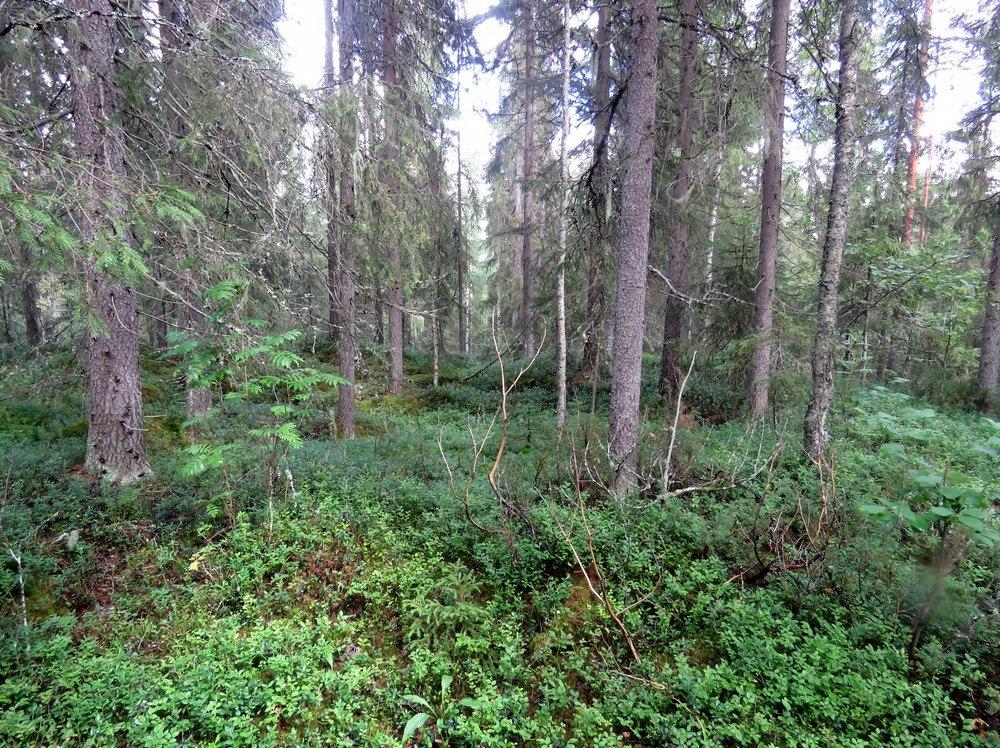 1 4. Roukavirta Mj-rekisteri: Laji: Tyyppi: Tyypin tarkenne: Ajoitus yleinen: Lukumäärä: Rauhoitusluokkaehdotus: Paikkatiedot: Karttanumerot: TM35-lehtijako vanha yleislehtijako Koordinaatit: koord.