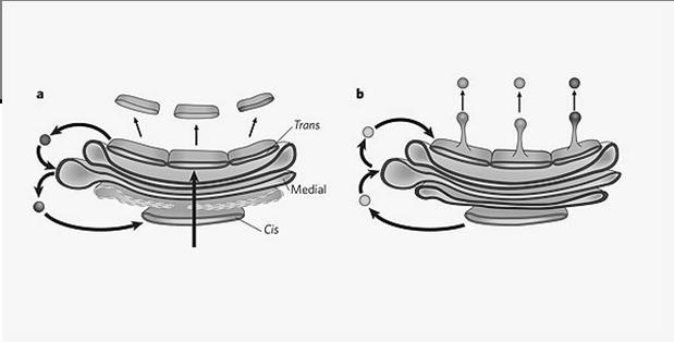 Two models of protein trafficking through the Golgi (A) The cisternal maturation model of protein movement through the Golgi.