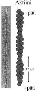 muotoa Aktiinin välityksellä solut liikkuvat, esim.