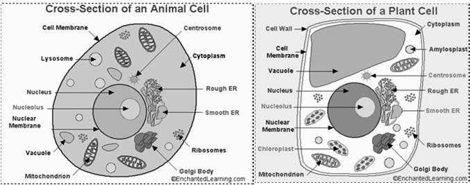 Kaikissa eukaryoottisoluissa (nisäkkäiden veren punasoluja lukuun ottamatta) on pitkälle erikoistuneita soluorganelleja Organellit muodostuvat kalvorakennelmista (sytomembraanit) Soluorganellien