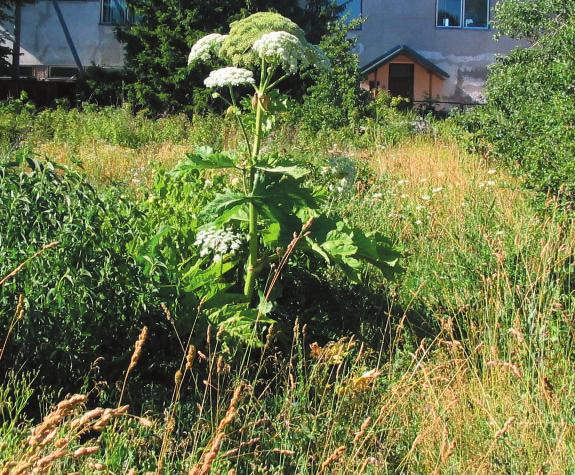 uudised Tel 45 335 91, e-post sonumid@kuressaare.ee Neljapäev, 20.