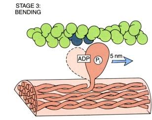 Sitten kun se on tarttunut aktiiniin, ATP on sitoutunut siihen ja fosori irtoaa niin molekyyli taipuu (bend) suoremmaksi (oikeasti suoristuu, kuva 3).