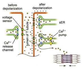 avautumisen ja Ca 2+ virtauksen solun sisään. Tämä Ca 2+ lisä aiheuttaa kalsiumin vapautumisen myös ser:sta à supistuminen Z Z T-putkien aukkoja ovat suhteellisen vaatimattomat ja verkkomaiset.