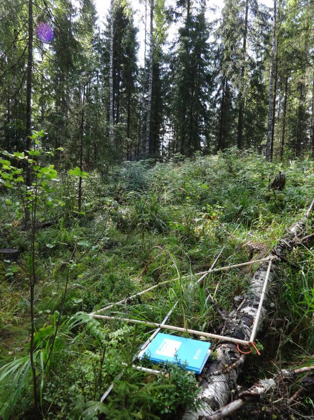 Yhteenveto: Minkä kokoiset pienaukot taimettuvat parhaiten kuusikoissa?