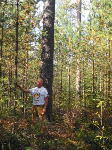 Pienaukkomenetelmä sopii huonosti männylle, jonka kasvu on hyvin herkkä reunametsän
