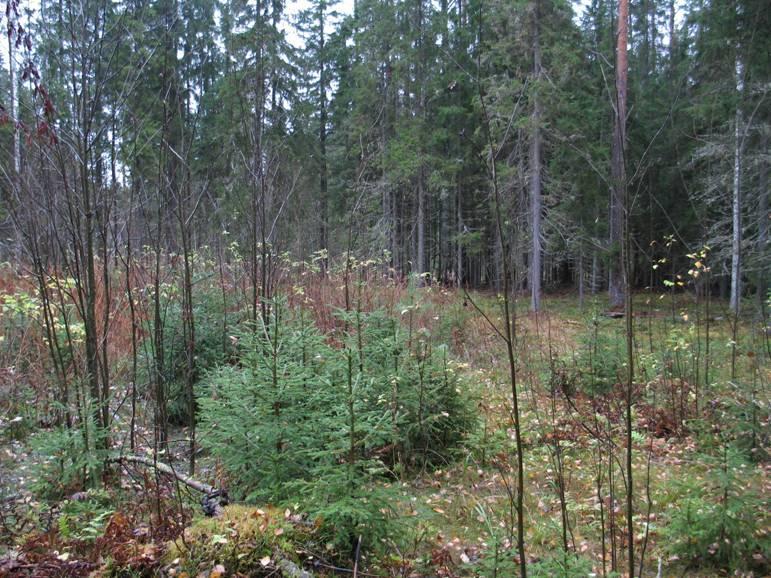 Pienaukkohakkuu kuusikossa, Etelä-Suomi (MONTA) vain tuore kangas (MT) Taimettumistulos 10 v hakkuusta avohakattiin pienaukkoja vain