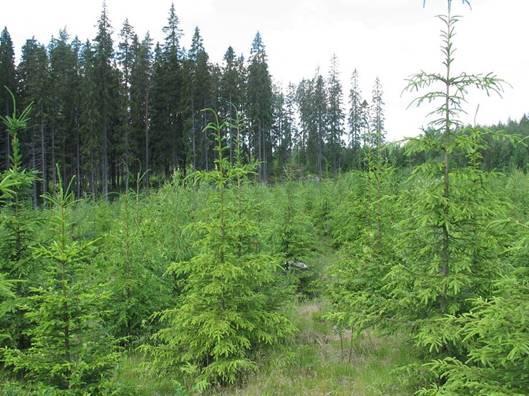 Avohakkuu, äestys ja istutus Taimettuminen vie aikaa
