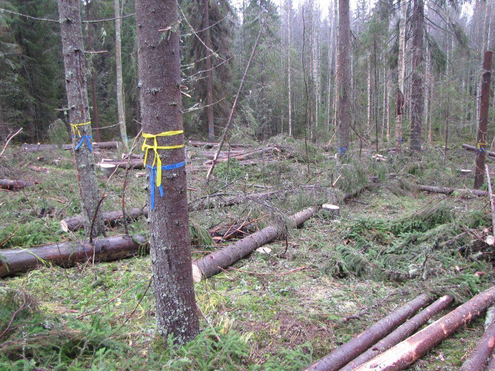 Pienaukkohakkuu männiköissä ja kuusikoissa, Etelä-Suomi (DistDyn) tuoreet ja lehtomaiset kankaat