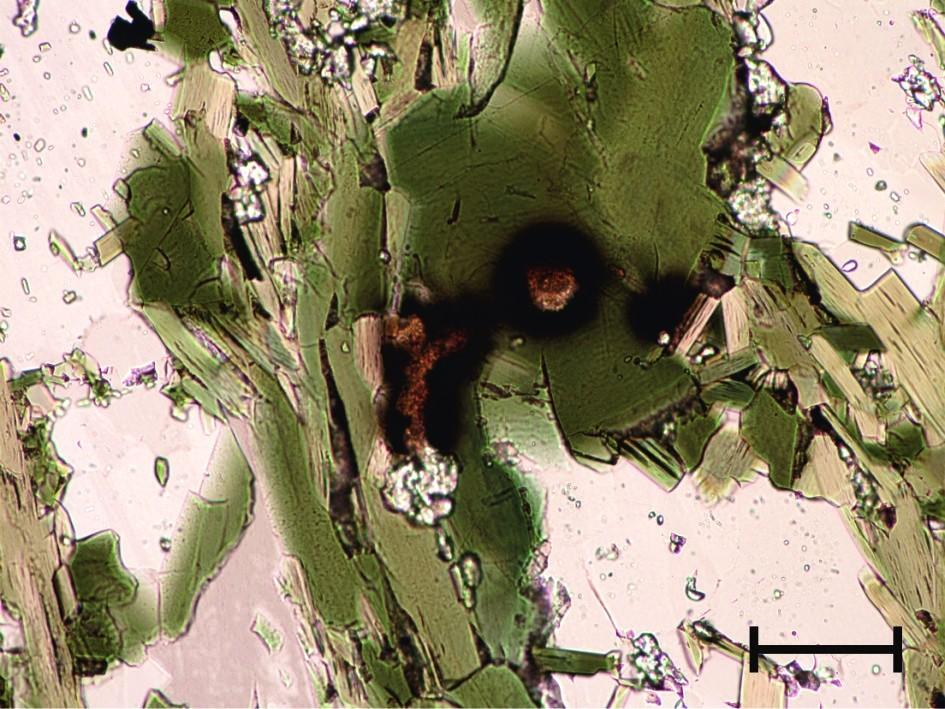 Kuva 31. Mikroskooppikuva allaniitista kairasydämen R12 ohuthieessä. Vihreät mineraalit ovat amfibolia ja värittömät mineraalit albiittia. Kuva on otettu tasopolarisoidussa valossa. Mittajana 0,1 mm.