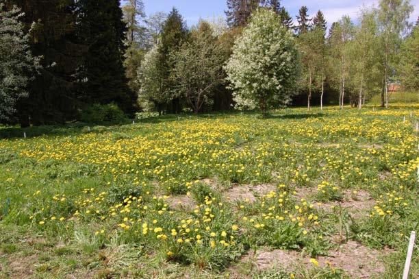 Forssan Vaskipuiston viereisellä niityllä voikukka alkoi kukkimaan siementämään nurmikon perustamisvaiheessa.