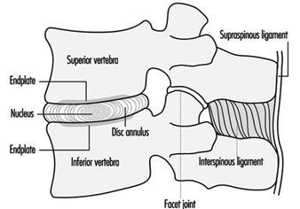 9 3. VÄLILEVY 3.1. Välilevyn anatomia ja fysiologia Välilevy koostuu geelimäisestä nucleus pulposuksesta, jäykästä annulus fibrosuksesta sekä kahdesta päätelevystä.