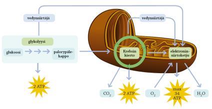 Soluhengitys Aerobinen reaktio Reaktion kaava: C 6 H 12 O 6 + 6 O 2 6 CO 2 + 6 H 2 O + 38 ATP sokeri + happi hiilidioksidi + vesi + ATP (energiaa)