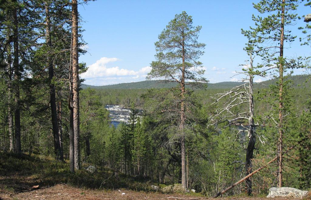 Kielen valinta Työryhmä käyttää työskentelyssään valitsemaansa kieltä ottaen huomioon saamen kielilain.