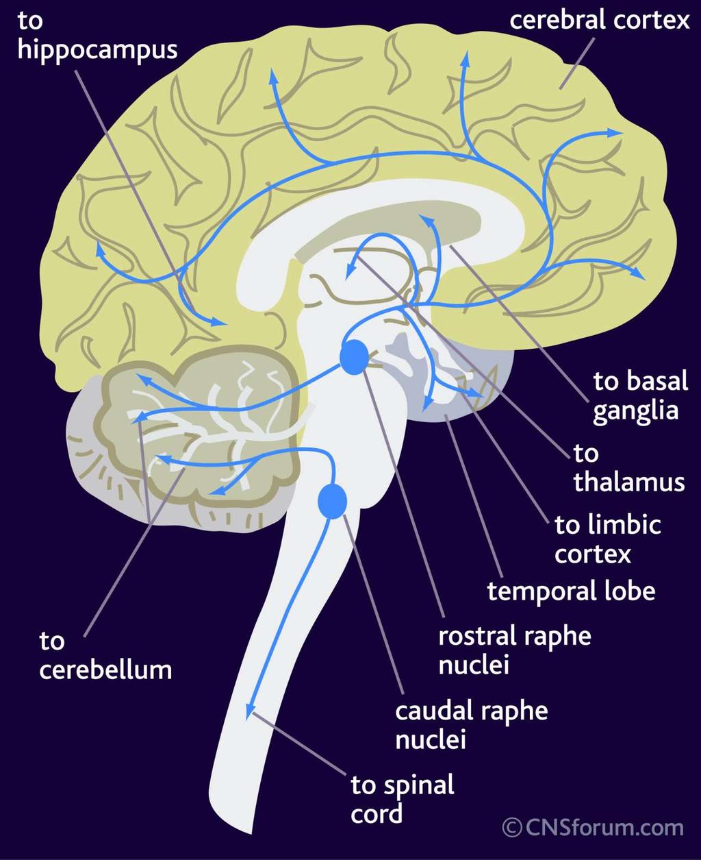 Serotonergiset radat aivoissa Masennuslääkeiden vaikutusmekanismin kannalta Raphe-tumakkeista
