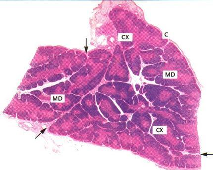 Mikroskopiatyö 3: Solubiologia ja peruskudokset 2013 Lymfaattinen kudos, rusto ja luu- sekä lihaskudos /MA/ Biolääketieteen laitos / Anatomia Ennakkotehtävät: Mikroskopiatöissä riittää runsaasti