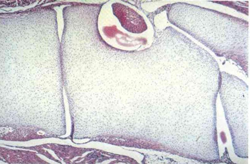 vapaana kudoksessa Punasolut puristuvat kudoksesta sinusoideihin endoteelisolujen väleistä = avoin verenkierto Vaippa Itukeskus Makrofagivyöhyke Kierszenbaum: Histology and Cell Biology.