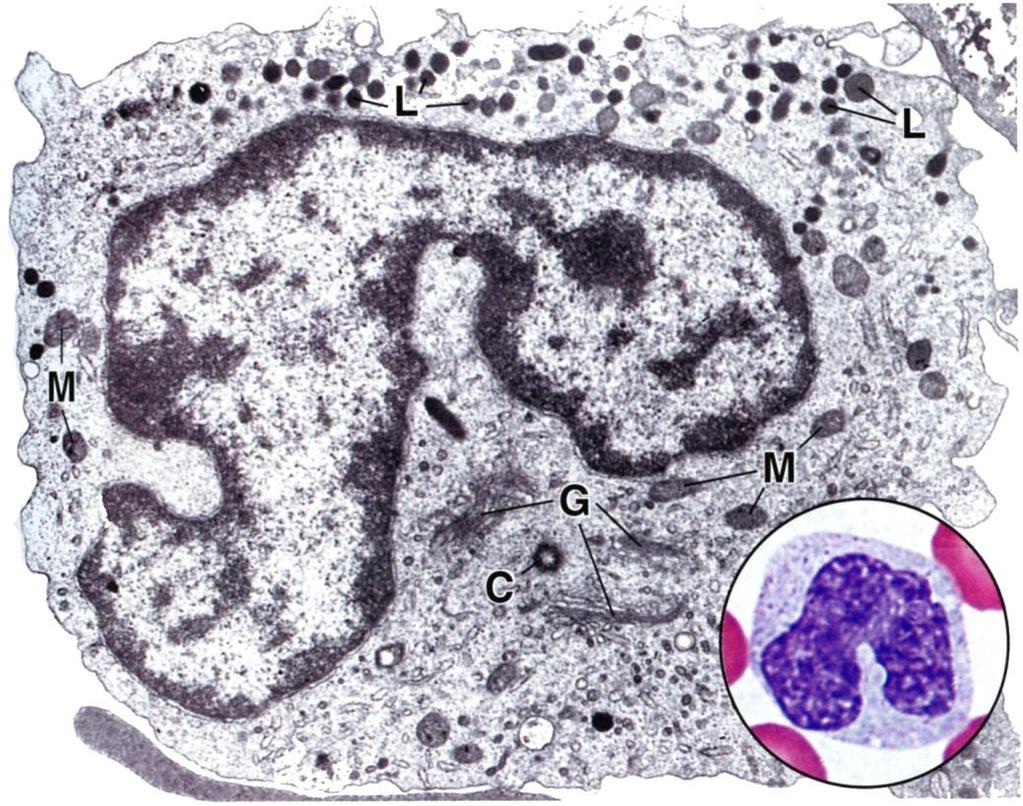 Monosyytti on suurin valkosoluista Tummat jyväset ovat azurofiilisiä, solun lysosomeja Tuma munuaisen, joskus U:n muotoinen Ross et Pawlina: Histology.