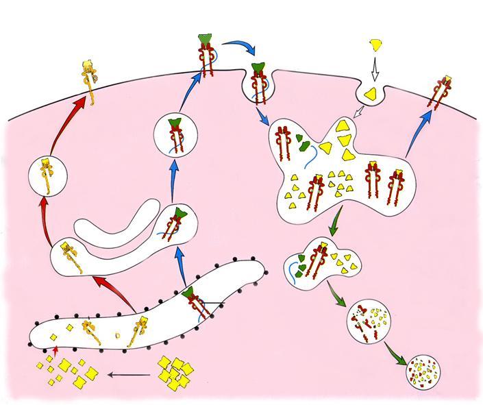 Makrofagi toimii antigeenin esittelijäsoluna auttaja T-lymfosyytille vieras antigeeni MHC=Major histocompatibility complex antigeeni MHC II CD4 Makrofagi MHC II CD3 Ross et Pawlina: Histology.