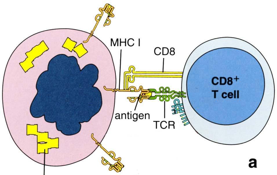 Ross et Pawlina: Histology. A Text and Atlas Fig 14.