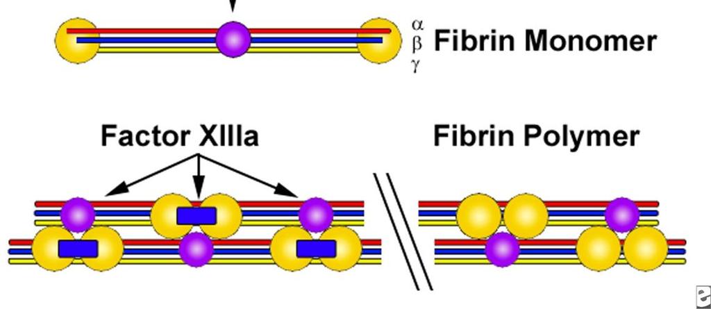 Fibrinogeenistä polymerisoituu säikeitä Veren fibrinogeeni ja protrombiini ovat maksasolujen