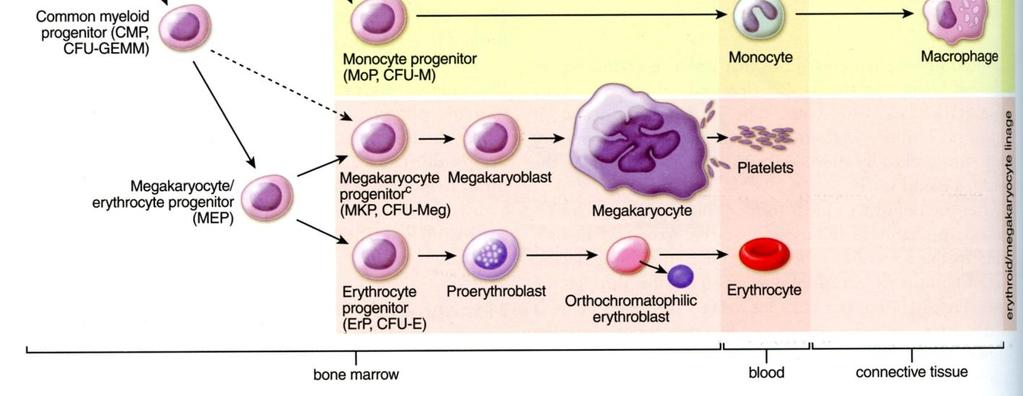 Hematopoeettinen kantasolu