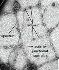 spektriini linkkiproteiini (protein 4.