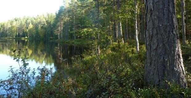 RETKET SYYSRETKI PE 20.10.2017 Syysretkellä menemme vaeltamaan Nuuksioon. Tutustumme ja nautimme monimuotoisesta luonnosta. Nautimme nuotion äärellä omista eväistä.