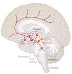 DNA Methylation (% 5mC) Kroonisen unettomuus stressin laukaisema aivojen toiminnan muutos Epigeneettinen adaptaatio työstressiin Työterveyslaitoksen hoitaja-kohortti (n=53) Stressaavasta ja vähän