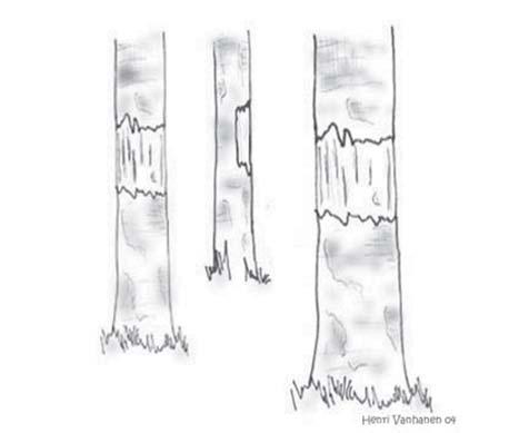 Raivauksessa metsälaitumelta tai metsäsaarekkeesta poistetaan tiheään kasvavat kuuset ja pensaistot.