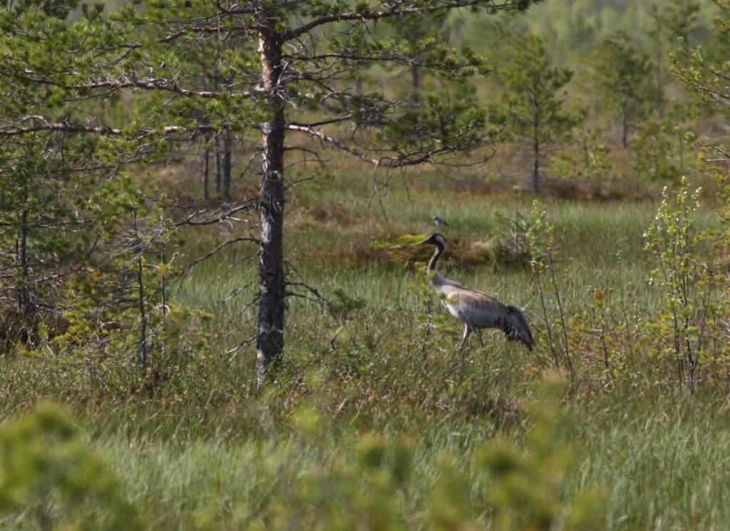 kulkenut valtaoja on tukittu vedenpinnan